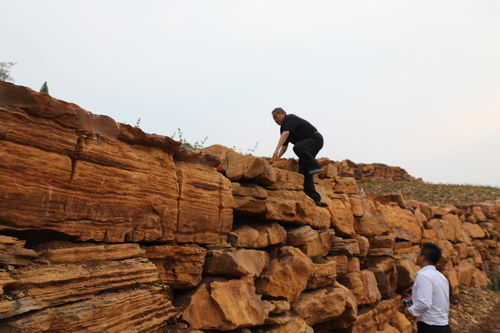 金銀花開九間棚 技術(shù)轉(zhuǎn)讓鋪就山區(qū)產(chǎn)業(yè)振興路